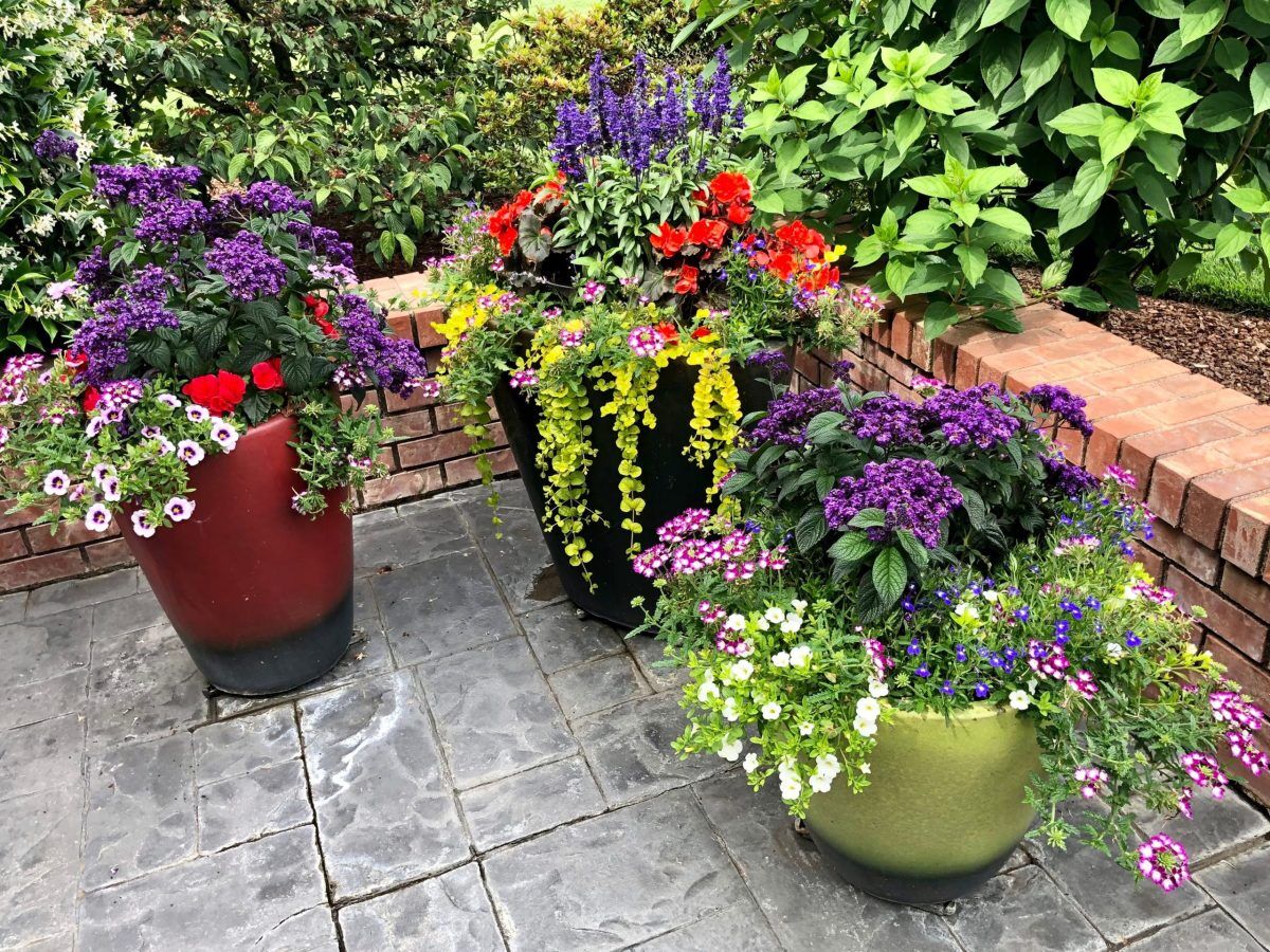 Best Florida Shade Plants for Gardens & Patios in 2025